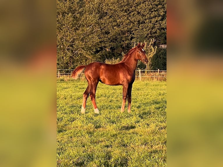 Hanoverian Mare Foal (05/2024) 17 hh Chestnut in Lilienthal