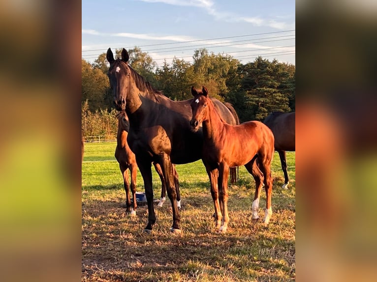 Hanoverian Mare Foal (05/2024) 17 hh Chestnut in Lilienthal