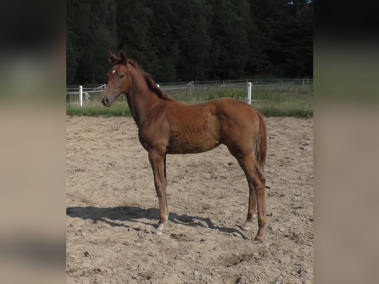 Hanoverian Mare Foal (03/2024) 17 hh Chestnut in Stare Czarnowo