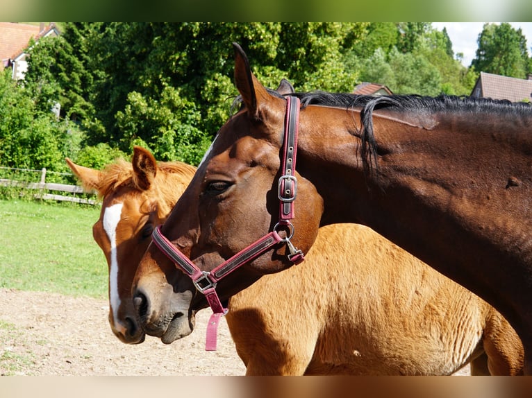 Hanoverian Mare Foal (03/2025) 17 hh Chestnut-Red in Hessisch Lichtenau