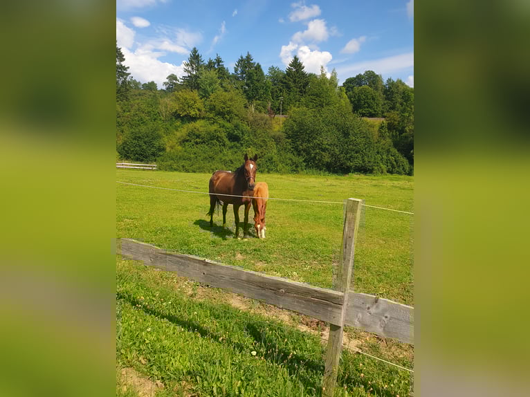 Hanoverian Mare Foal (03/2025) 17 hh Chestnut-Red in Hessisch Lichtenau