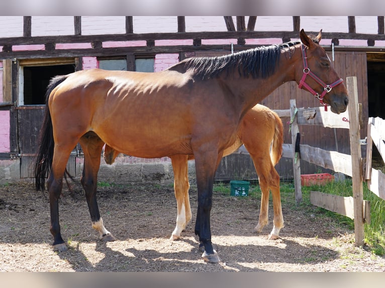 Hanoverian Mare Foal (03/2025) 17 hh Chestnut-Red in Hessisch Lichtenau