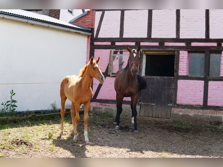 Hanoverian Mare Foal (03/2025) 17 hh Chestnut-Red in Hessisch Lichtenau