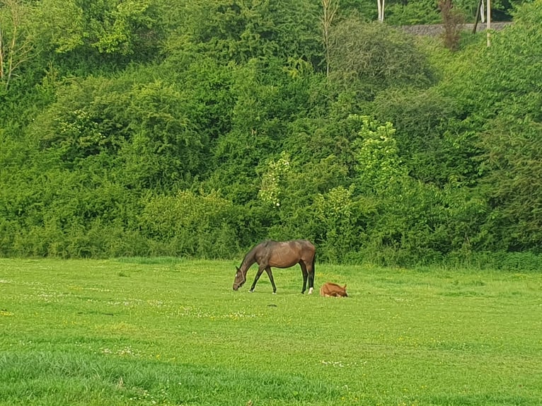 Hanoverian Mare Foal (03/2025) 17 hh Chestnut-Red in Hessisch Lichtenau