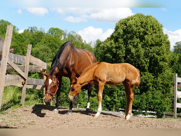 Hanoverian Mare Foal (03/2025) 17 hh Chestnut-Red in Hessisch Lichtenau