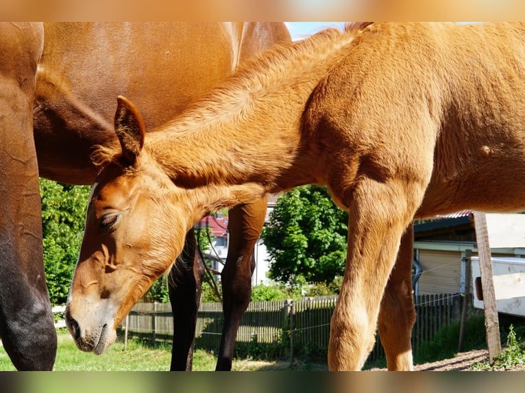 Hanoverian Mare Foal (03/2025) 17 hh Chestnut-Red in Hessisch Lichtenau