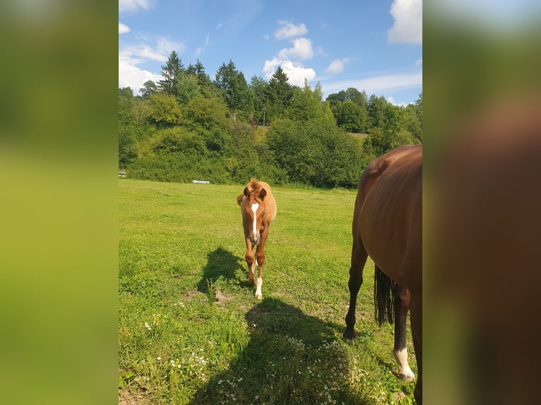 Hanoverian Mare Foal (03/2025) 17 hh Chestnut-Red in Hessisch Lichtenau
