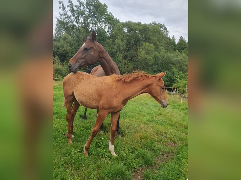 Hanoverian Mare Foal (03/2025) 17 hh Chestnut-Red in Hessisch Lichtenau