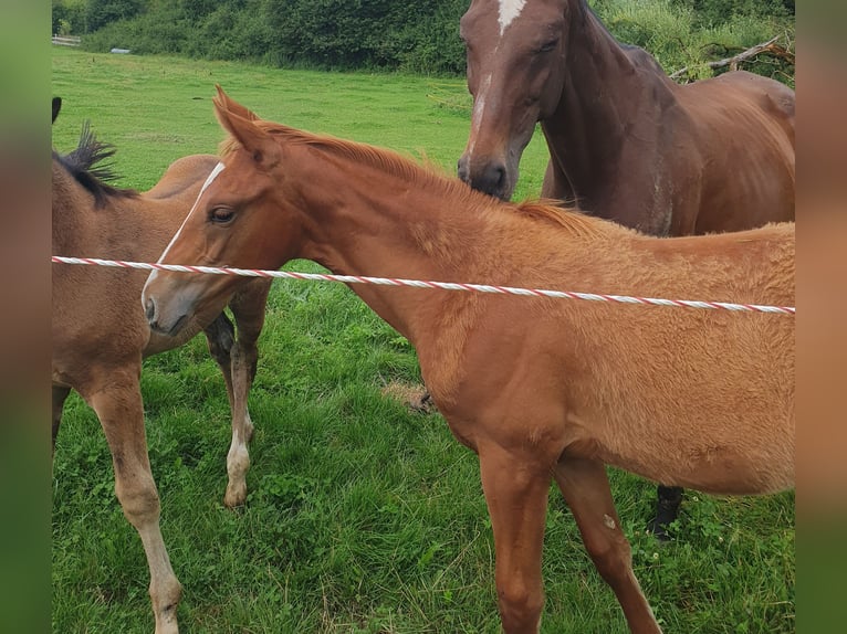 Hanoverian Mare Foal (03/2025) 17 hh Chestnut-Red in Hessisch Lichtenau