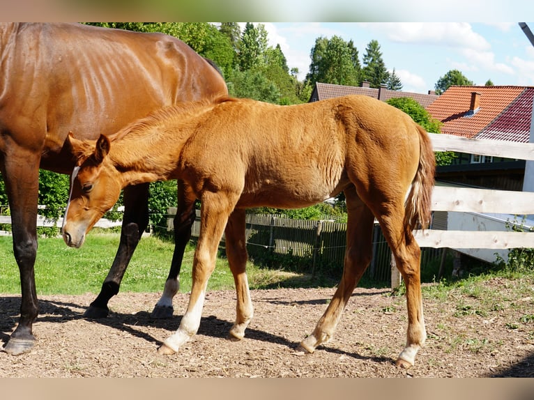 Hanoverian Mare Foal (03/2025) 17 hh Chestnut-Red in Hessisch Lichtenau