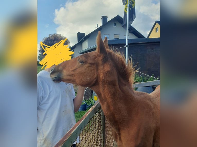 Hanoverian Mare Foal (03/2025) 17 hh Chestnut-Red in Hessisch Lichtenau