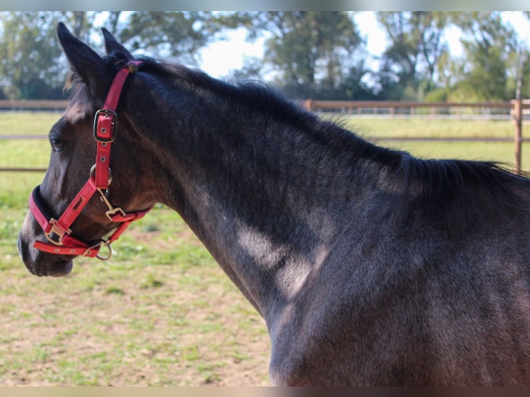 Hanoverian Mare Foal (04/2024) 17 hh Gray in Stadthagen