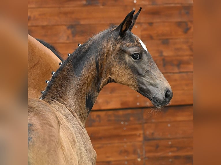Hanoverian Mare Foal (05/2025) Bay-Dark in Bleckede