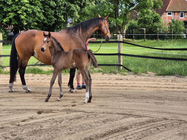 Hanoverian Mare Foal (05/2025) Bay-Dark in Bleckede