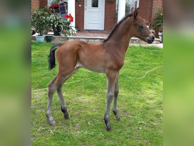 Hanoverian Mare Foal (05/2025) Bay-Dark in He&#xEC;nbockel