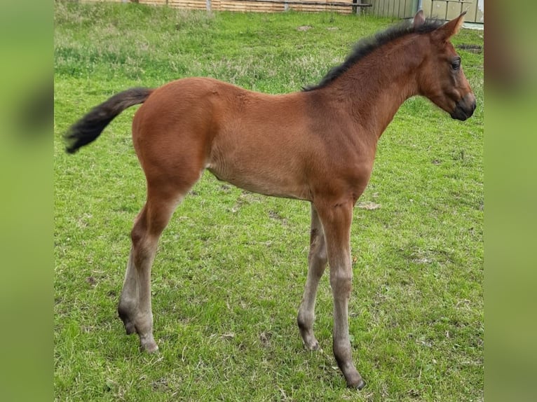 Hanoverian Mare Foal (05/2025) Bay-Dark in He&#xEC;nbockel