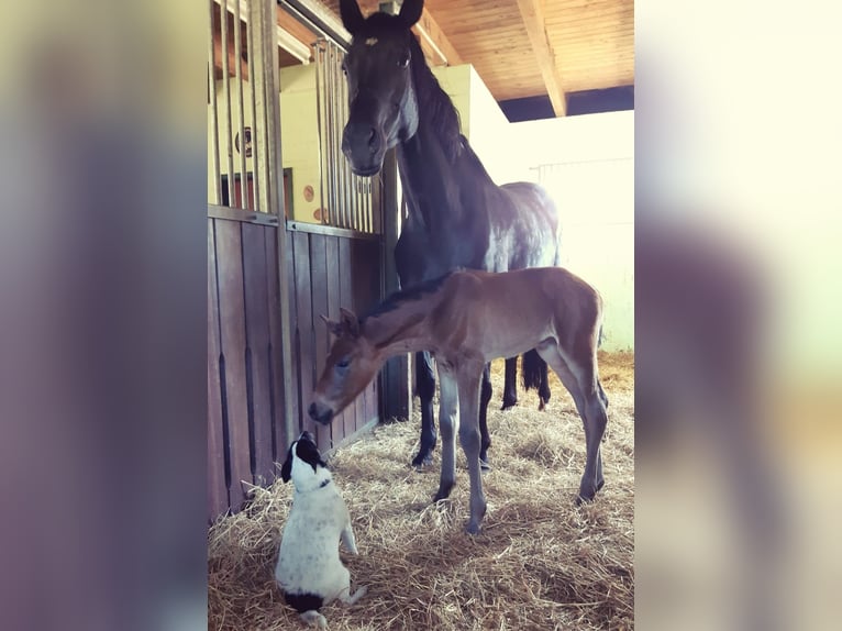 Hanoverian Mare Foal (05/2025) Bay-Dark in He&#xEC;nbockel