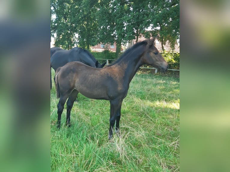 Hanoverian Mare Foal (05/2025) Bay-Dark in Heinbockel
