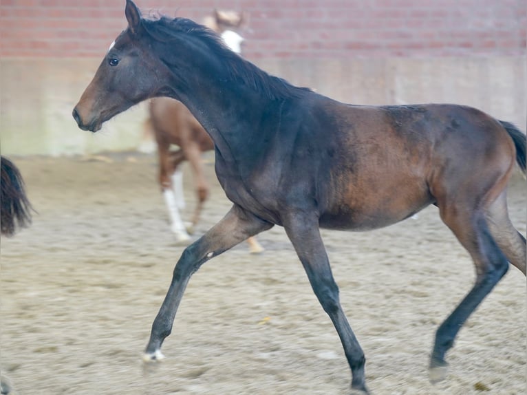 Hanoverian Mare Foal (03/2026) Bay-Dark in Paderborn