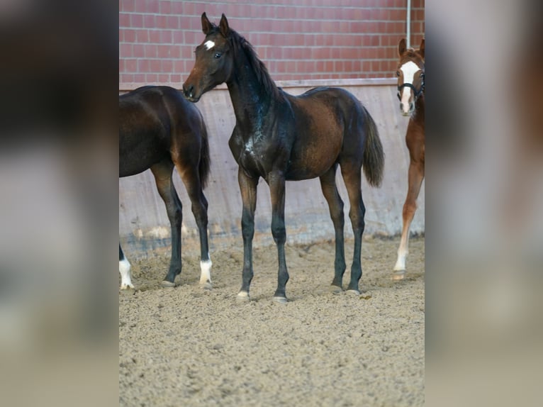 Hanoverian Mare Foal (03/2026) Bay-Dark in Paderborn