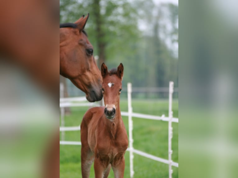 Hanoverian Mare  Bay-Dark in Rietberg