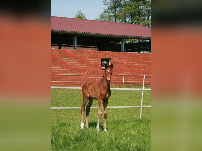 Hanoverian Mare  Bay-Dark in Rietberg