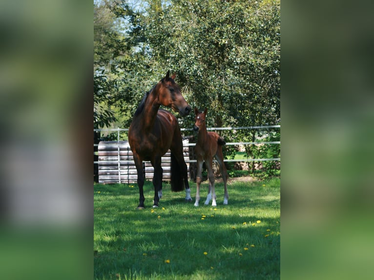 Hanoverian Mare  Bay-Dark in Rietberg