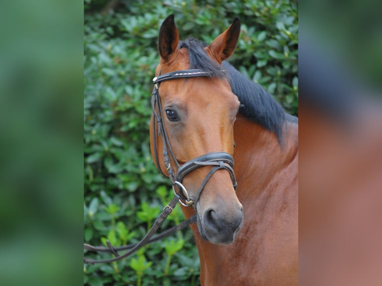 Hanoverian Mare  Bay-Dark in Rietberg