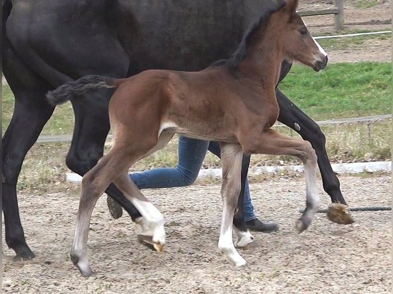Hanoverian Mare  Bay-Dark in Ratekau