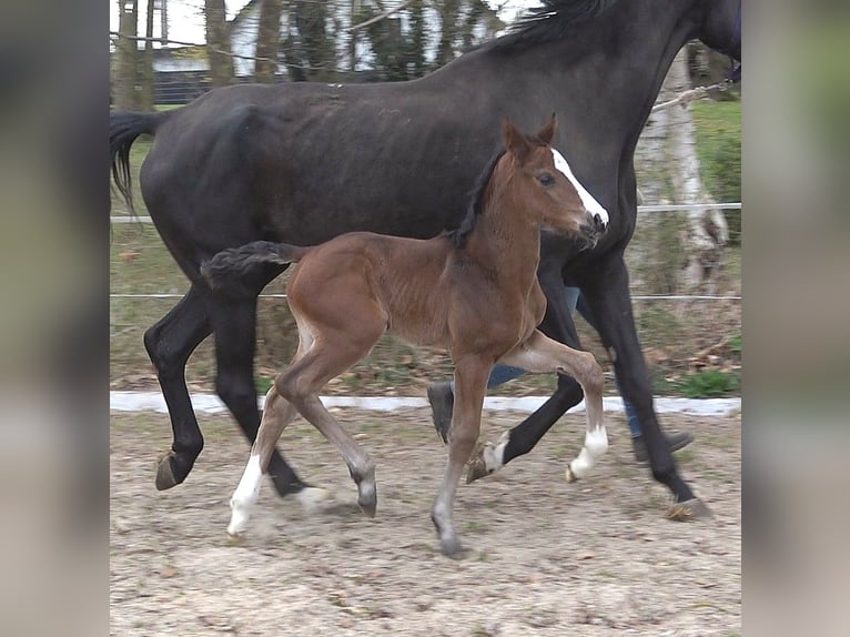 Hanoverian Mare  Bay-Dark in Ratekau