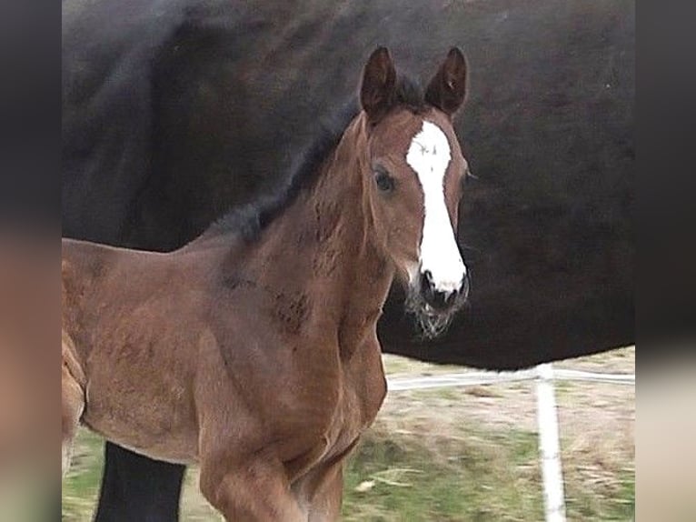 Hanoverian Mare  Bay-Dark in Ratekau