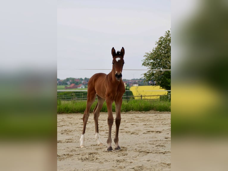 Hanoverian Mare Foal (05/2026) Bay-Dark in Melle