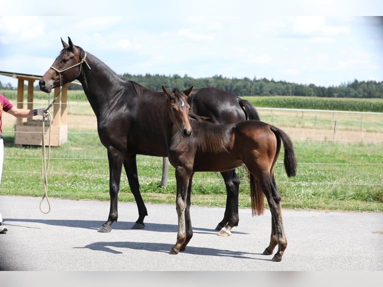 Hanoverian Mare Foal (04/2024) Bay-Dark in Postmünster