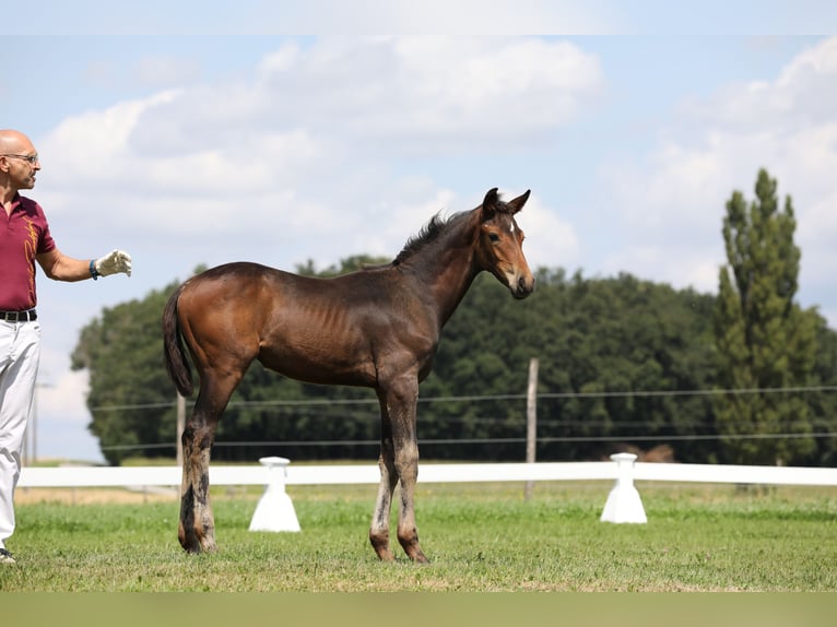 Hanoverian Mare Foal (04/2024) Bay-Dark in Postmünster