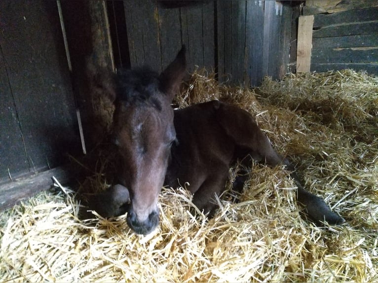 Hanoverian Mare  Bay-Dark in Rodewald