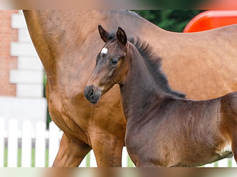 Hanoverian Mare  Bay-Dark in Celle