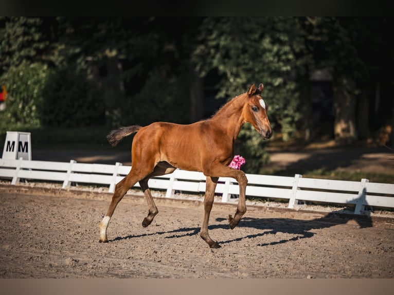 Hanoverian Mare Foal (04/2025) Bay-Dark in Einbeck