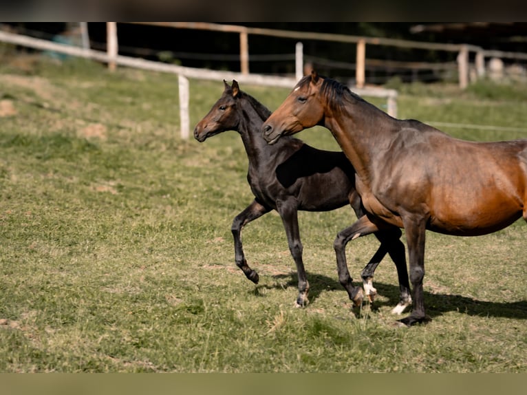 Hanoverian Mare Foal (04/2025) Bay-Dark in Schmitten