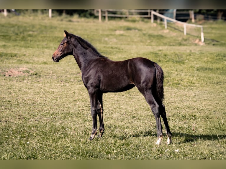 Hanoverian Mare Foal (04/2025) Bay-Dark in Schmitten