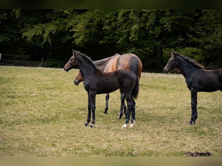 Hanoverian Mare Foal (04/2025) Bay-Dark in Schmitten