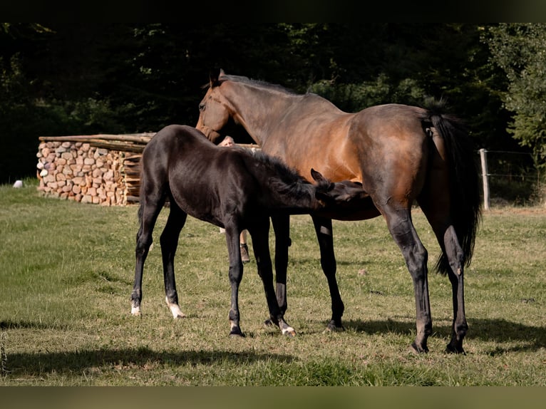 Hanoverian Mare Foal (04/2025) Bay-Dark in Schmitten
