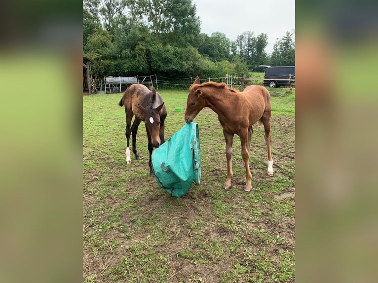 Hanoverian Mare Foal (04/2025) Bay-Dark in Friedland