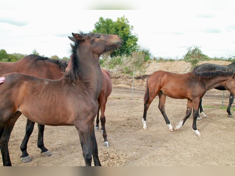 Hanoverian Mare  Bay-Dark in Hahnstätten