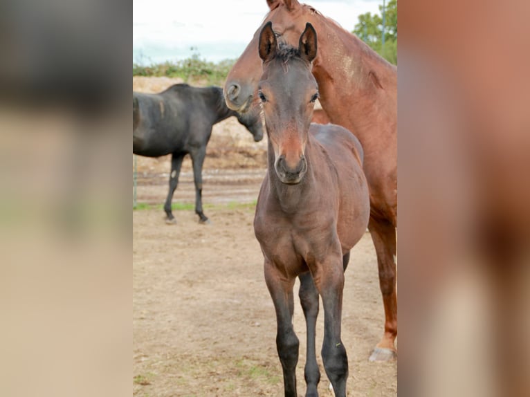 Hanoverian Mare  Bay-Dark in Hahnstätten