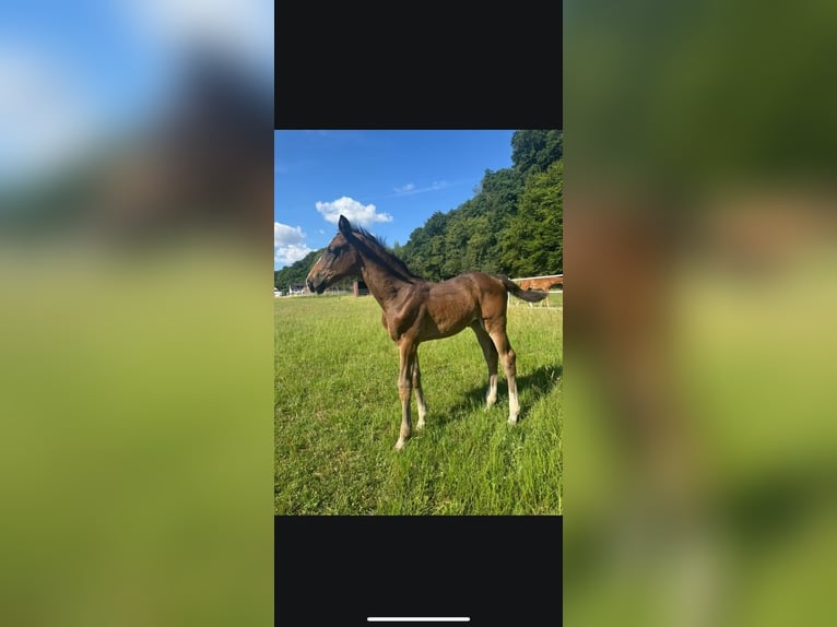 Hanoverian Mare Foal (05/2025) Bay-Dark in Herborn