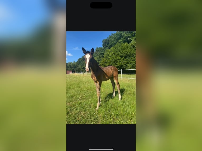 Hanoverian Mare Foal (05/2025) Bay-Dark in Herborn