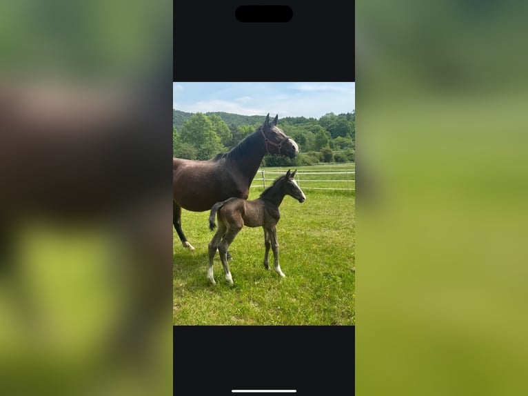 Hanoverian Mare Foal (05/2025) Bay-Dark in Herborn