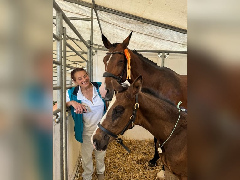 Hanoverian Mare Foal (05/2025) Bay-Dark in Herborn