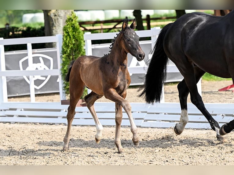 Hanoverian Mare Foal (03/2025) Bay-Dark in Kutenholz