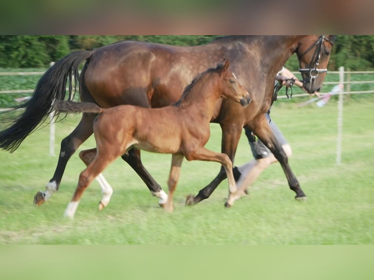 Hanoverian Mare  Bay-Dark in D&#xF6;tlingen
